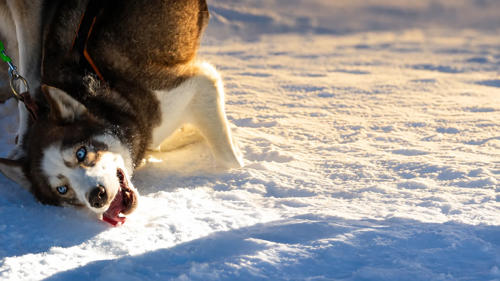 Un chien polaire du refuge de Payerne