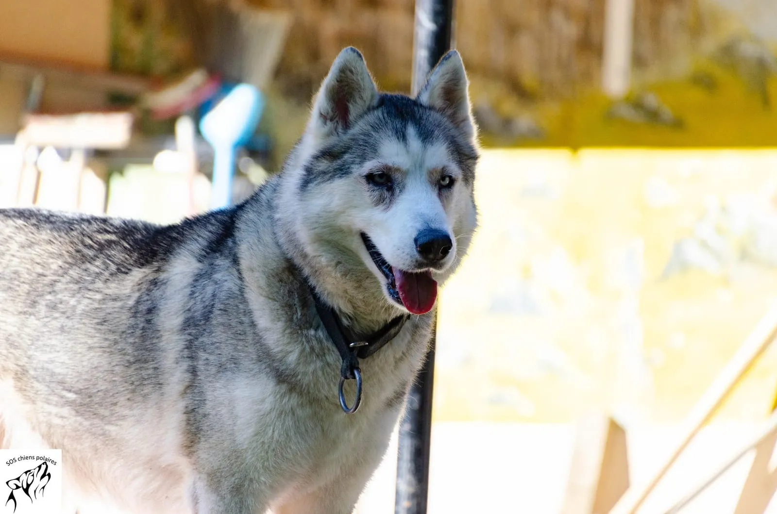 Loki, pensionnaire du refuge